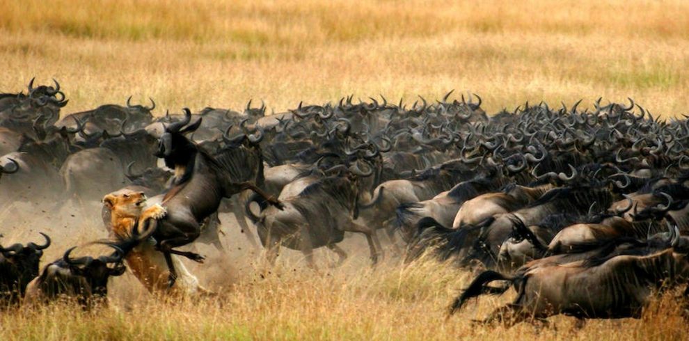 Parc national de Tarangire